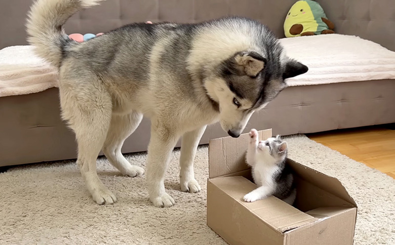子猫が気になるハスキー犬