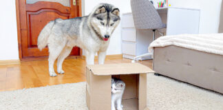 子猫が気になるハスキー犬