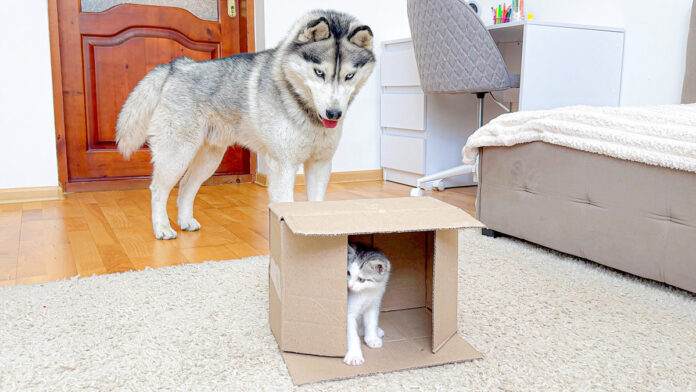 hakootomodachi_neko_title 子猫が気になるハスキー犬