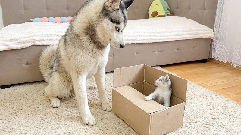 子猫を見つけたハスキー犬