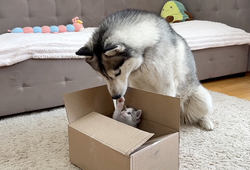 子猫とハスキー犬