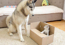 子猫とハスキー犬のやり取りが面白い