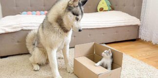 子猫とハスキー犬のやり取りが面白い