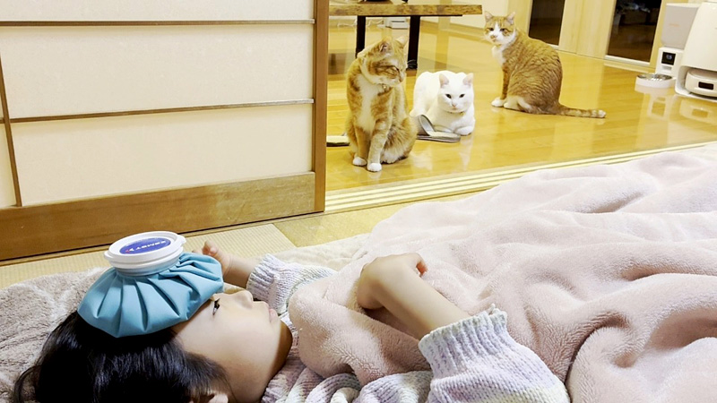 病気のお姉ちゃんを見守る猫達
