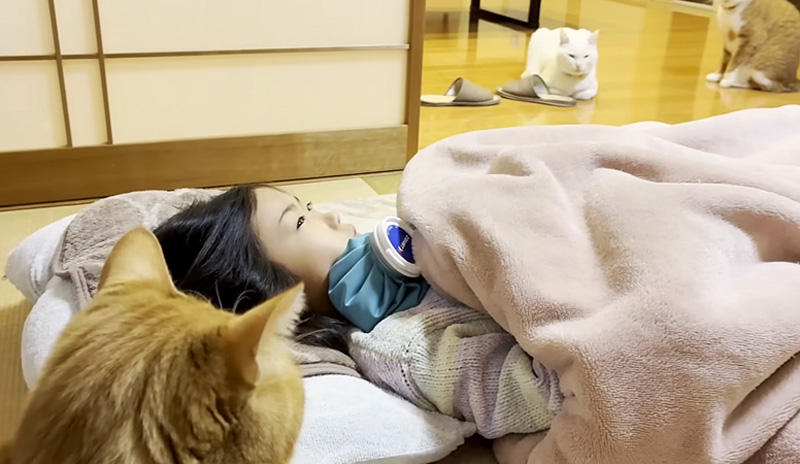 病気のお姉ちゃんを見守る猫達