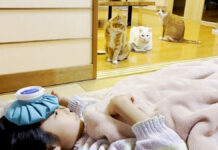 病気のお姉ちゃんを見守る猫達