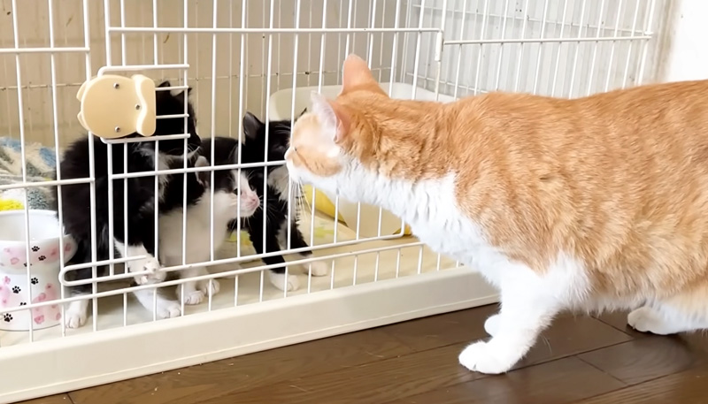 お互いに興味津々の先住猫と保護子猫達