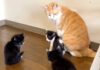 保護子猫達に囲まれる先住猫