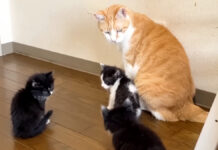 保護子猫達に囲まれる先住猫