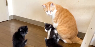 保護子猫達に囲まれる先住猫