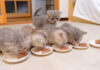 食事にひとりだけ遅れた子猫