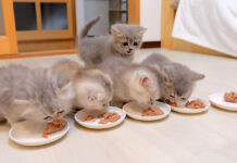 食事にひとりだけ遅れた子猫