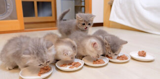 食事にひとりだけ遅れた子猫