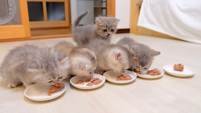 食事にひとりだけ遅れた子猫