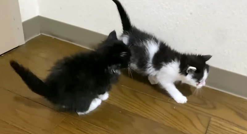 家にやって来た保護子猫