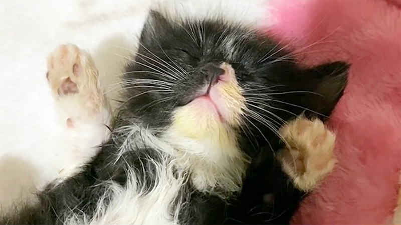家に来て2時間後にヘソ天で眠る子猫