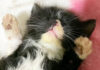 家に来て2時間後にヘソ天で眠る子猫