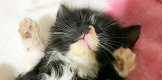 家に来て2時間後にヘソ天で眠る子猫