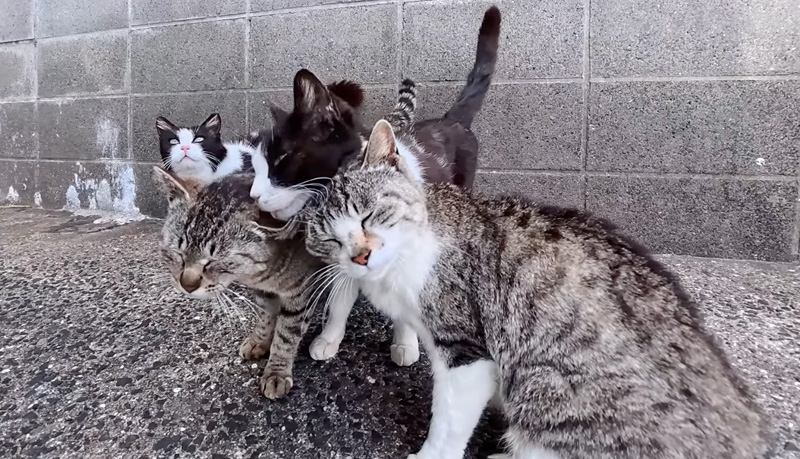 猫の家族が総出でお出迎えしてくれた