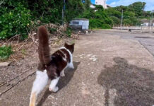 猫の家族が総出でお出迎えしてくれた