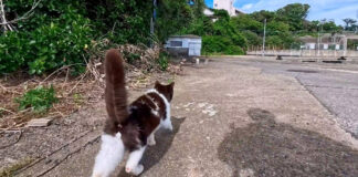 猫の家族が総出でお出迎えしてくれた