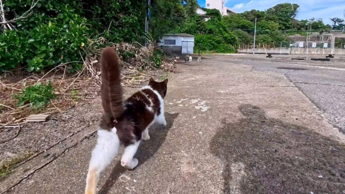 猫の家族が総出でお出迎えしてくれた