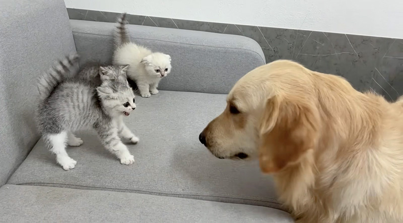 犬を警戒する子猫達
