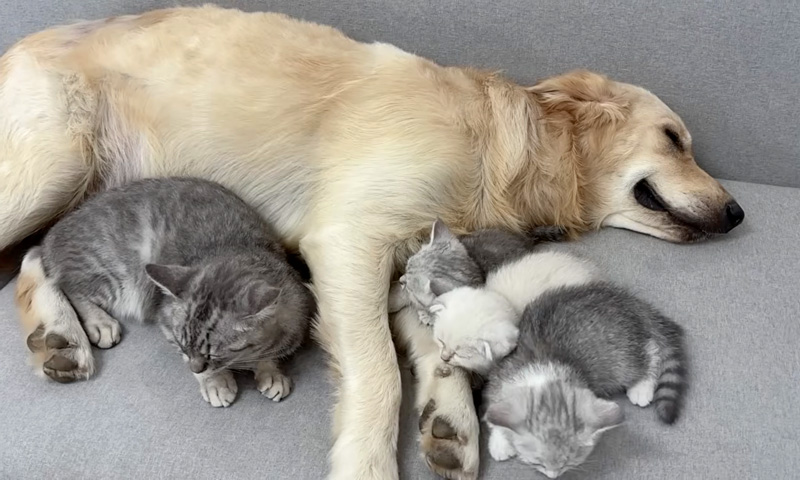 仲良くなった犬と子猫達