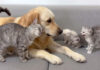 子猫達に犬が安全だと伝える母猫