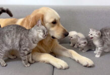 子猫達に犬が安全だと伝える母猫