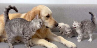 子猫達に犬が安全だと伝える母猫