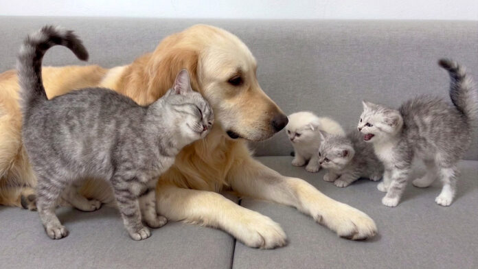 子猫達に犬が安全だと伝える母猫