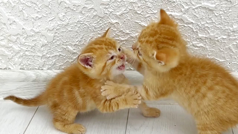 喧嘩する子猫達