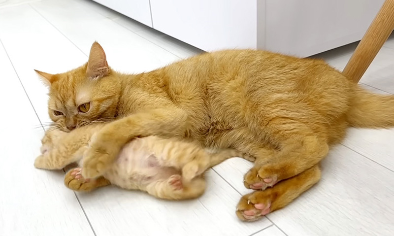 子猫にお仕置きする母猫