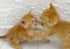 喧嘩する子猫達