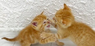 喧嘩する子猫達