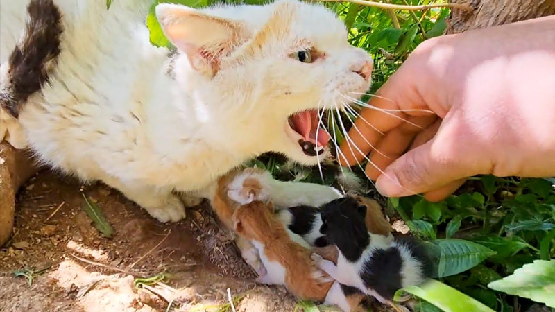 威嚇する母猫