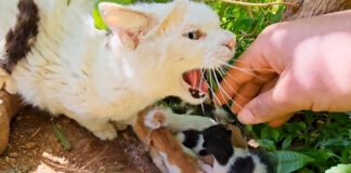 攻撃してくる母猫