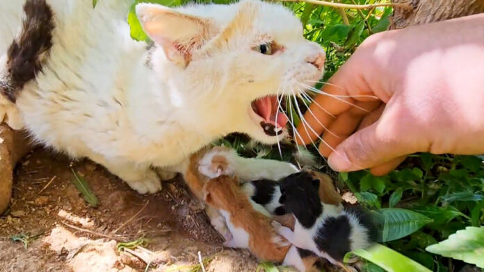 kikenkosodate_neko_title 攻撃してくる母猫