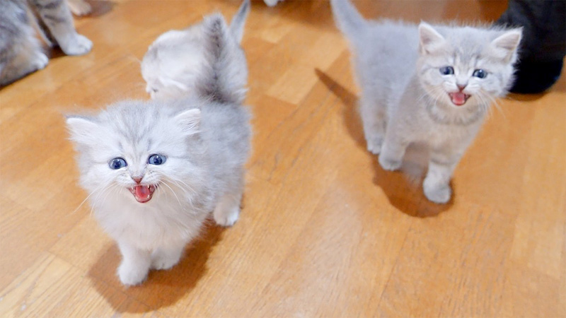 鬼気迫る子猫達