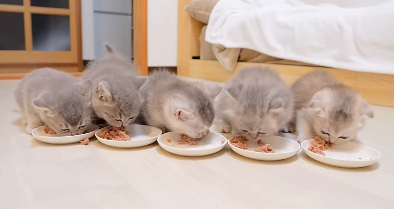 一心不乱にご飯を食べる子猫達
