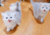 鬼気迫る子猫達