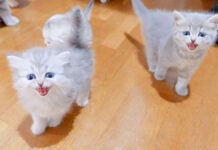 鬼気迫る子猫達