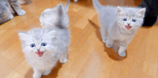 鬼気迫る子猫達