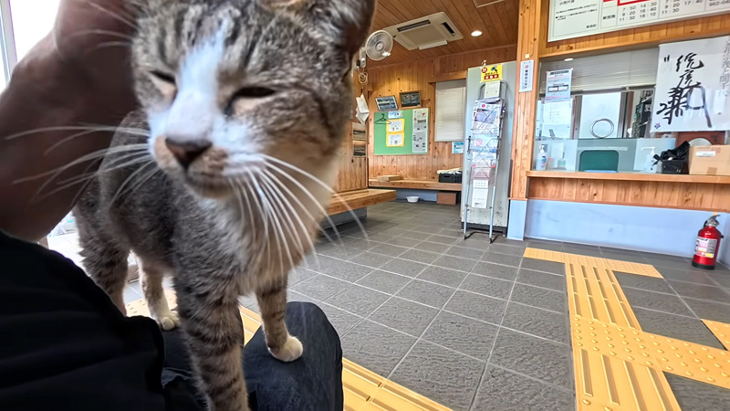 膝の上に乗る猫