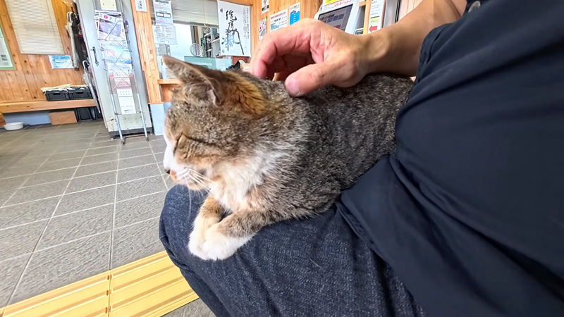 膝の上でくつろぐ猫