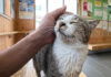 猫島のフェリー切符売り場にいた人懐っこい猫さんのおかげで、待ち時間が最高の癒しの時間に♪ フェリー切符売り場で出会った猫