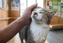 猫島のフェリー切符売り場にいた人懐っこい猫さんのおかげで、待ち時間が最高の癒しの時間に♪ フェリー切符売り場で出会った猫