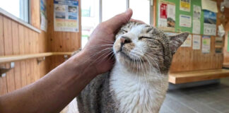 フェリー切符売り場で出会った猫