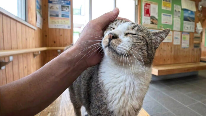 フェリー切符売り場で出会った猫